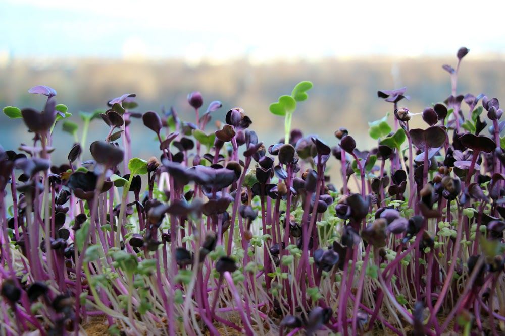 Micro Farming by Infarm Berlin für die NENI-Küche