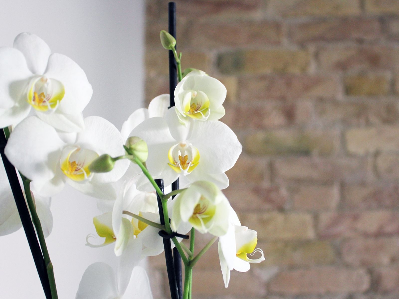 Anke Von Popowski Studio 9