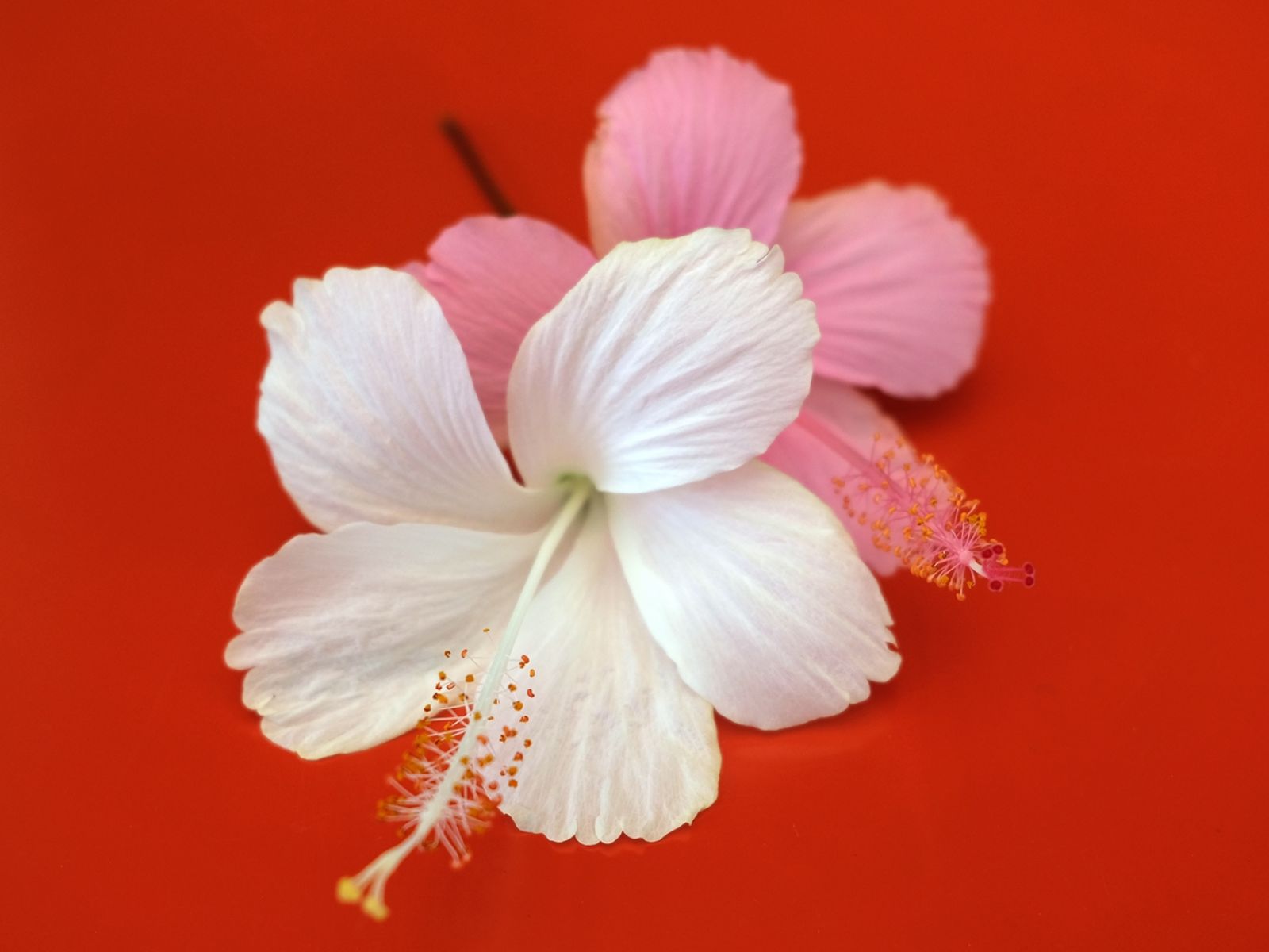 Constance Belle Mare Plage Mauritius 39