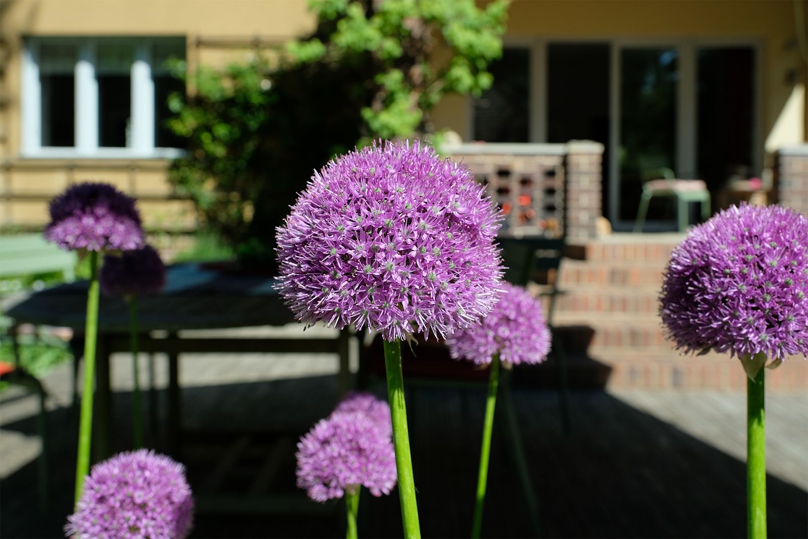 Allium (Zierlauch) in voller Blüte