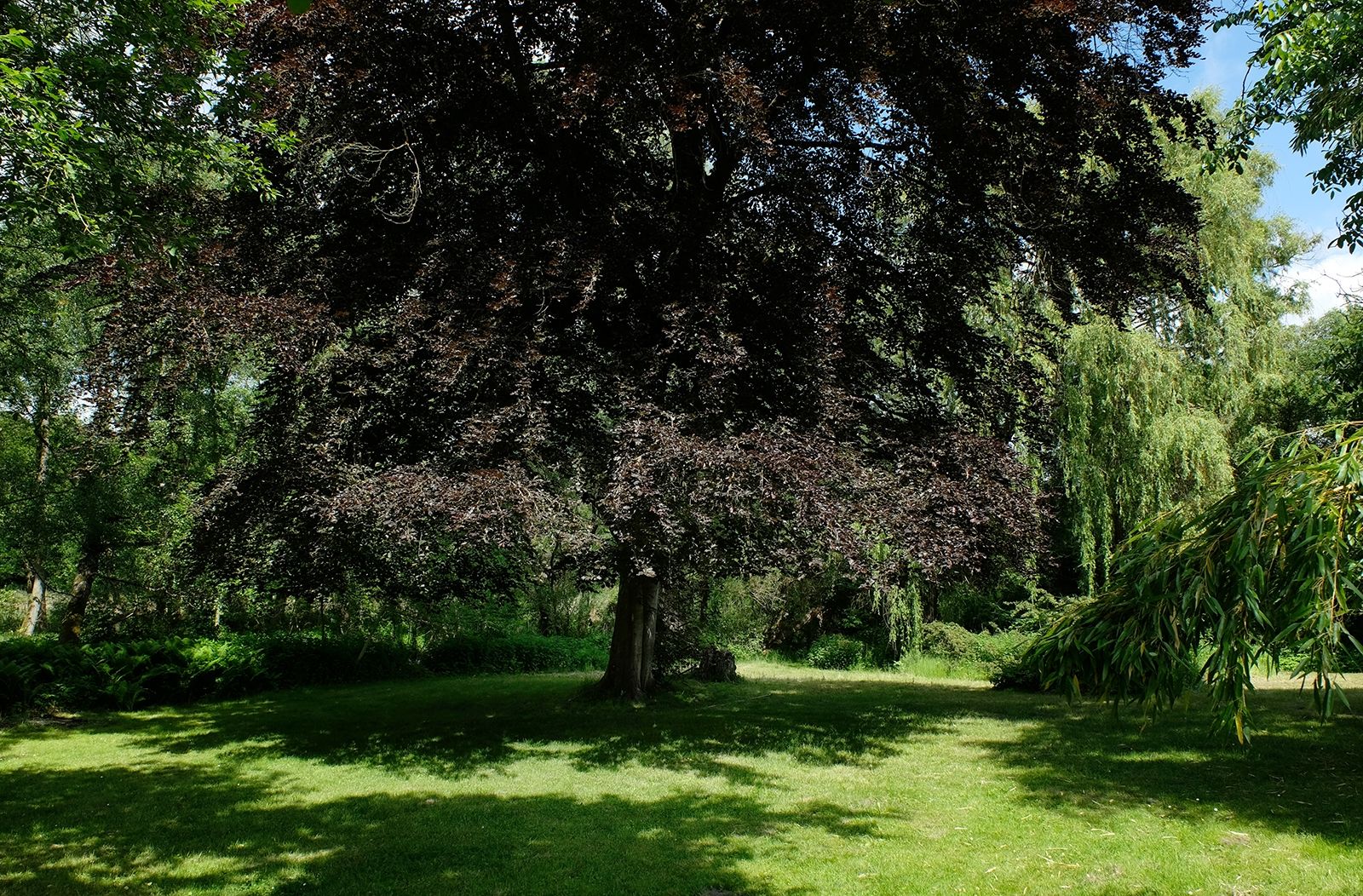 Die große Rotbuche steht auf dem Nachbargrundstück, dessen Garten von den Gästen der Greenview Chalets mitbenutzt werden darf
