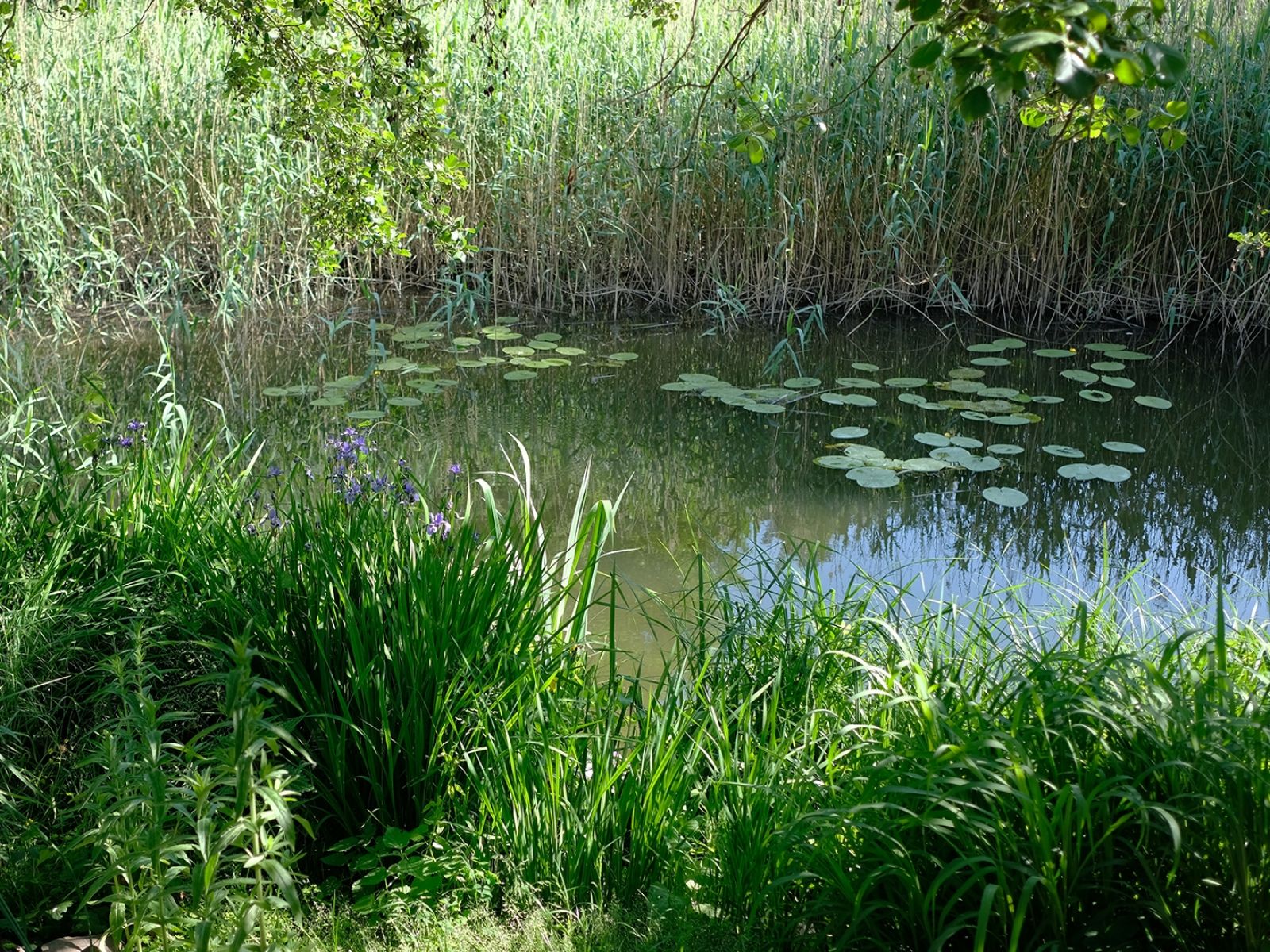 Greenview Tornow 25