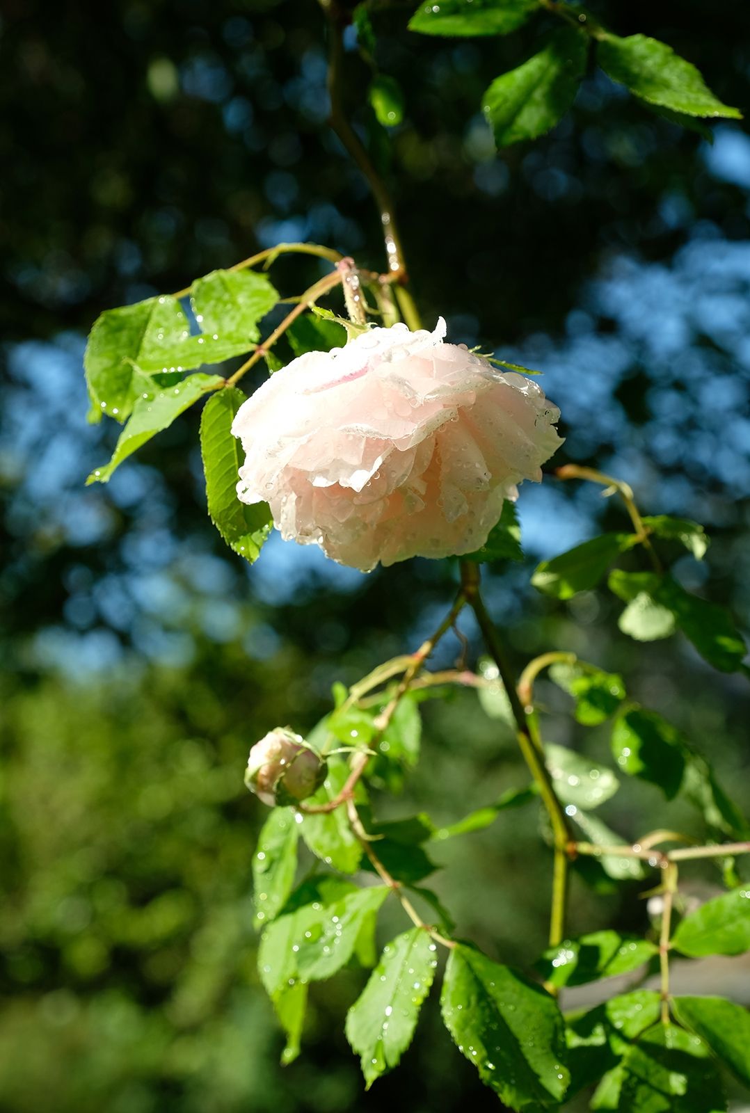 Frisch gewässert
