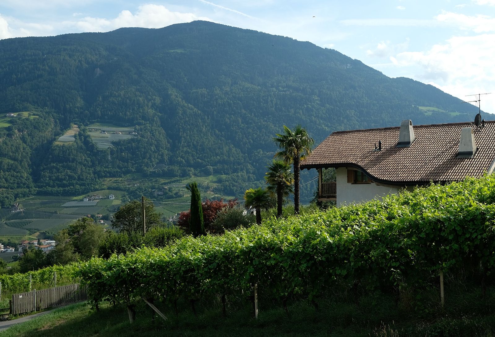 Palmen-Blick von der Terrasse des Spazio 46