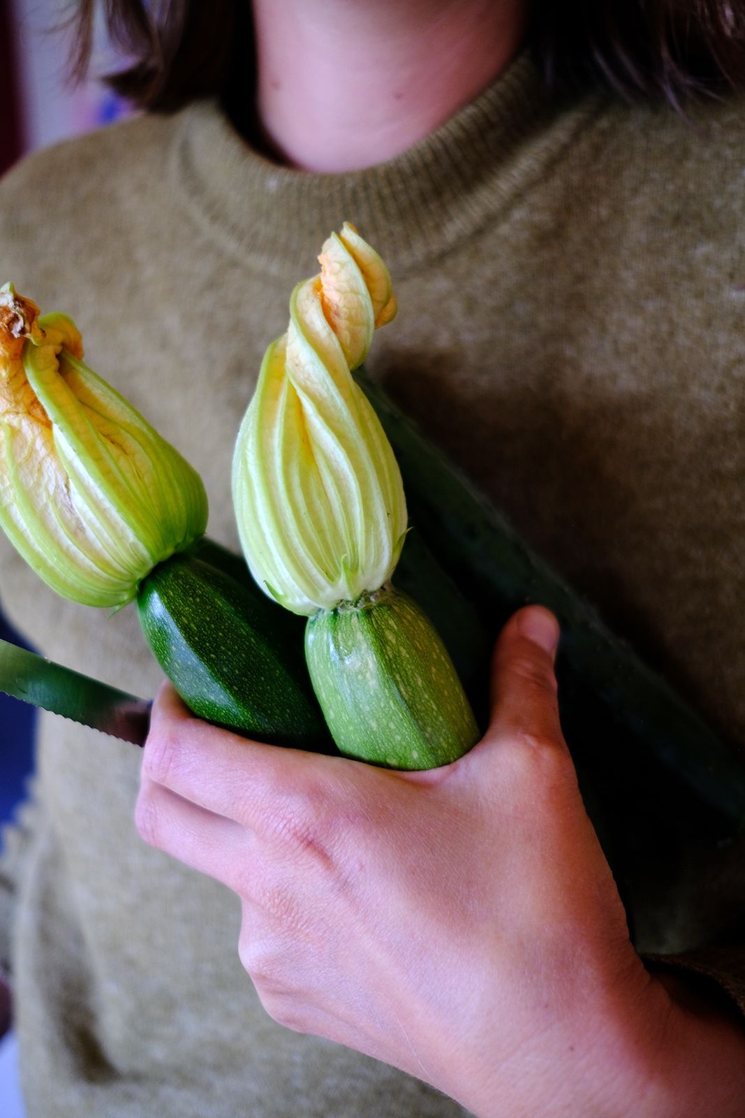 Zucchinis frisch aus dem Garten