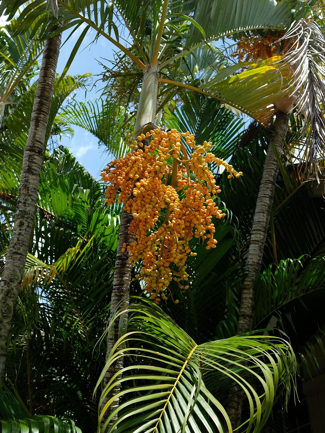 Villa Harmonie Ilot Fortier Mauritius 36