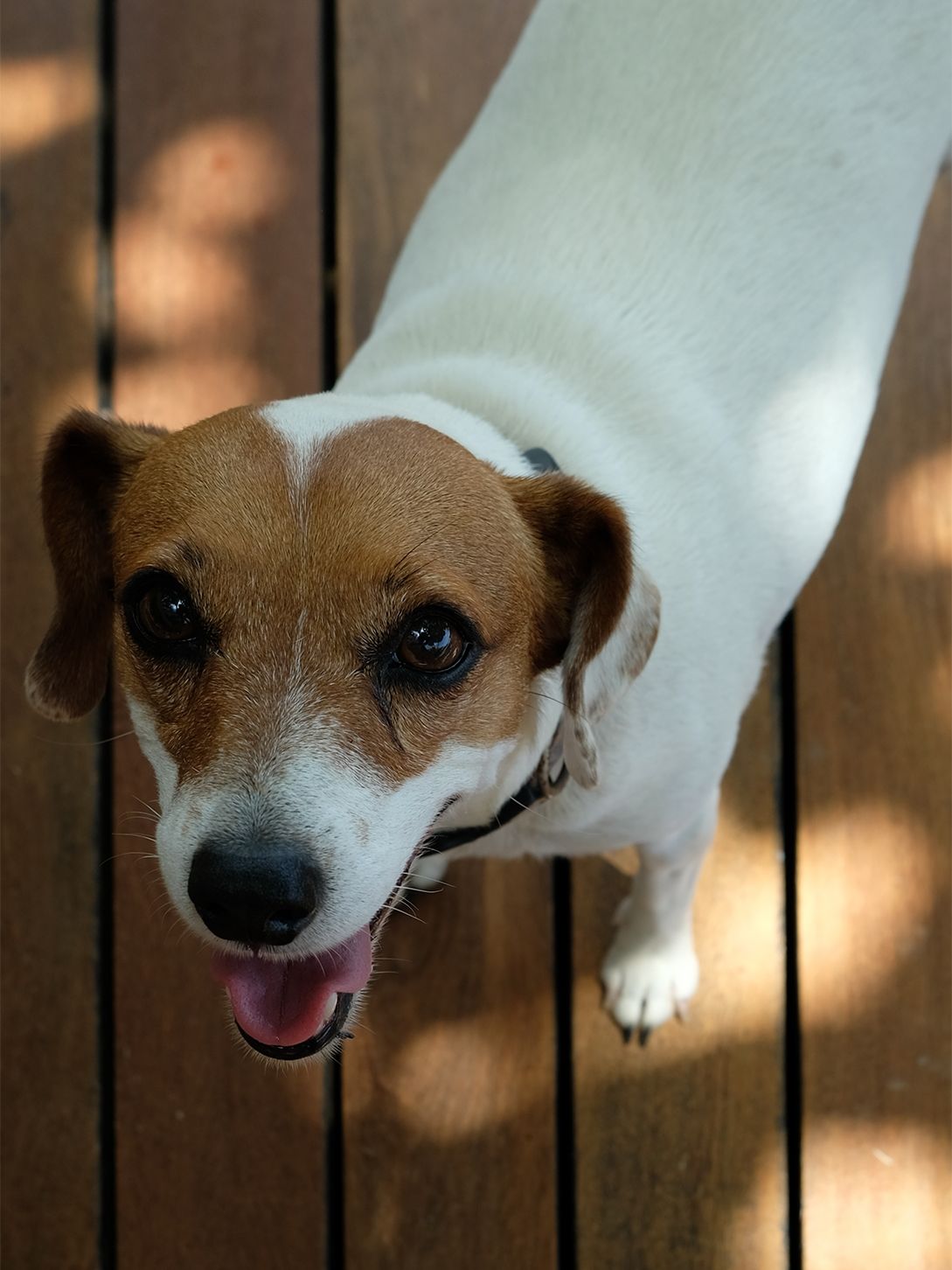 Praline gehört zum Team; sie macht morgens einen Begrüßungsrundgang bei den Gästen; abends, wenn sich das Wasser durch die Gezeiten zurückzieht, geht sie stundenlang in der Lagunenlandschaft spazieren