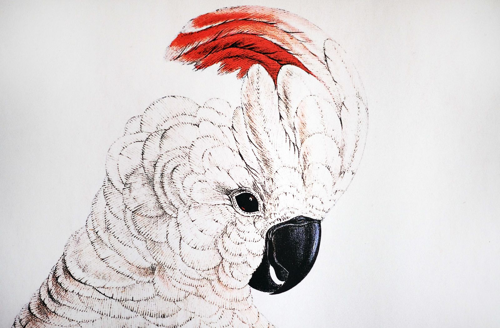Erstwhile Cockatoo  Kakadu 3