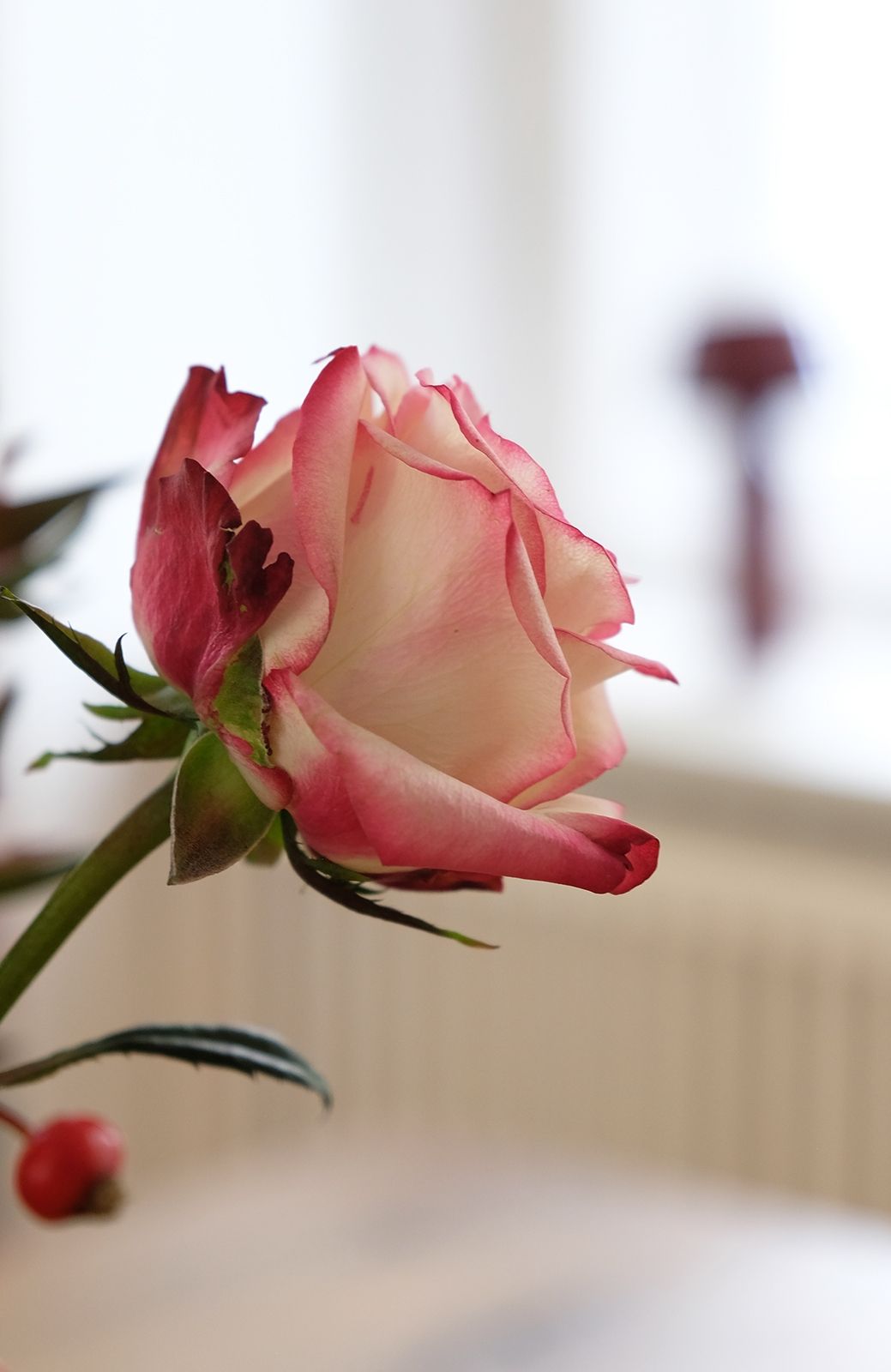 Rose & Fading Bicoca