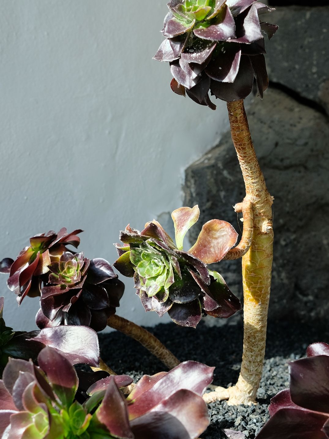 Cesar Manrique Lanzarote Cact 65