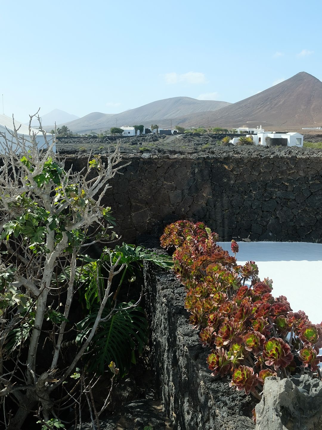 Cesar Manrique Lanzarote Cact 72