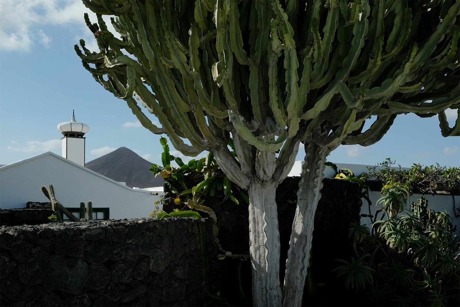 Großer Wolfsmilch-Kaktus oder Kandelaberbaum am Eingang des Museums