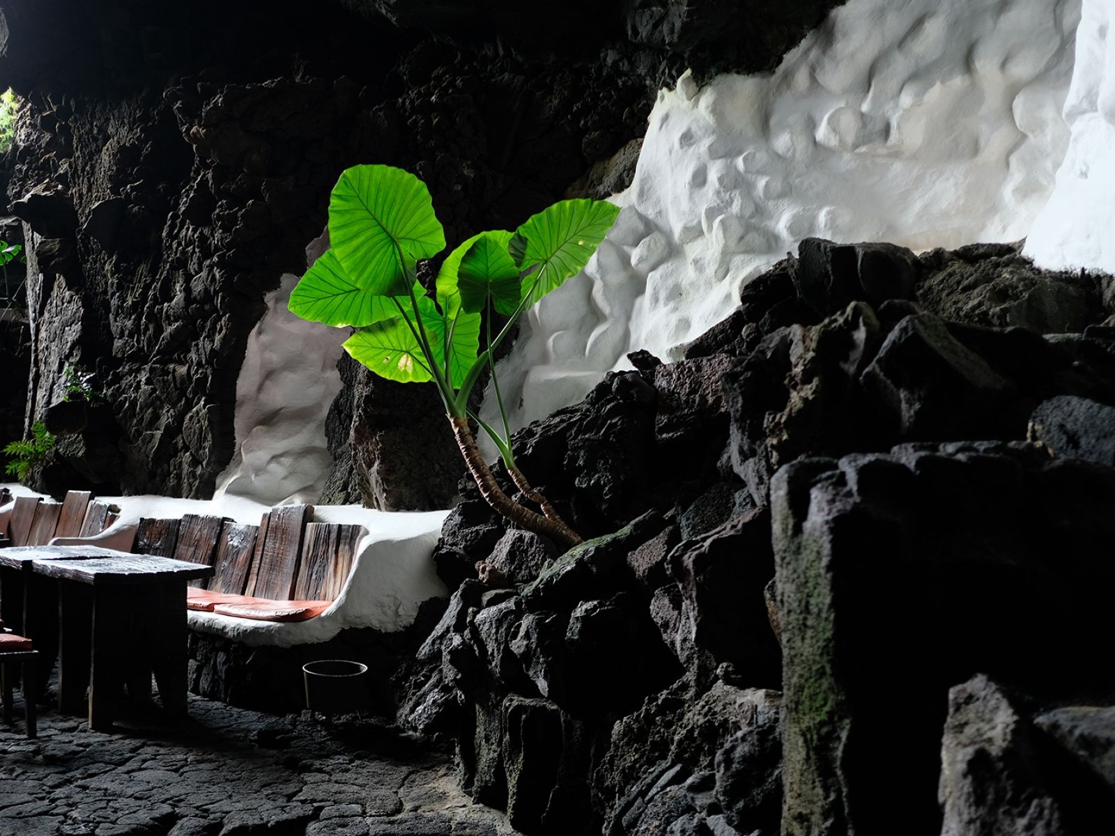 Cesar Manrique Lanzarote Cact 42