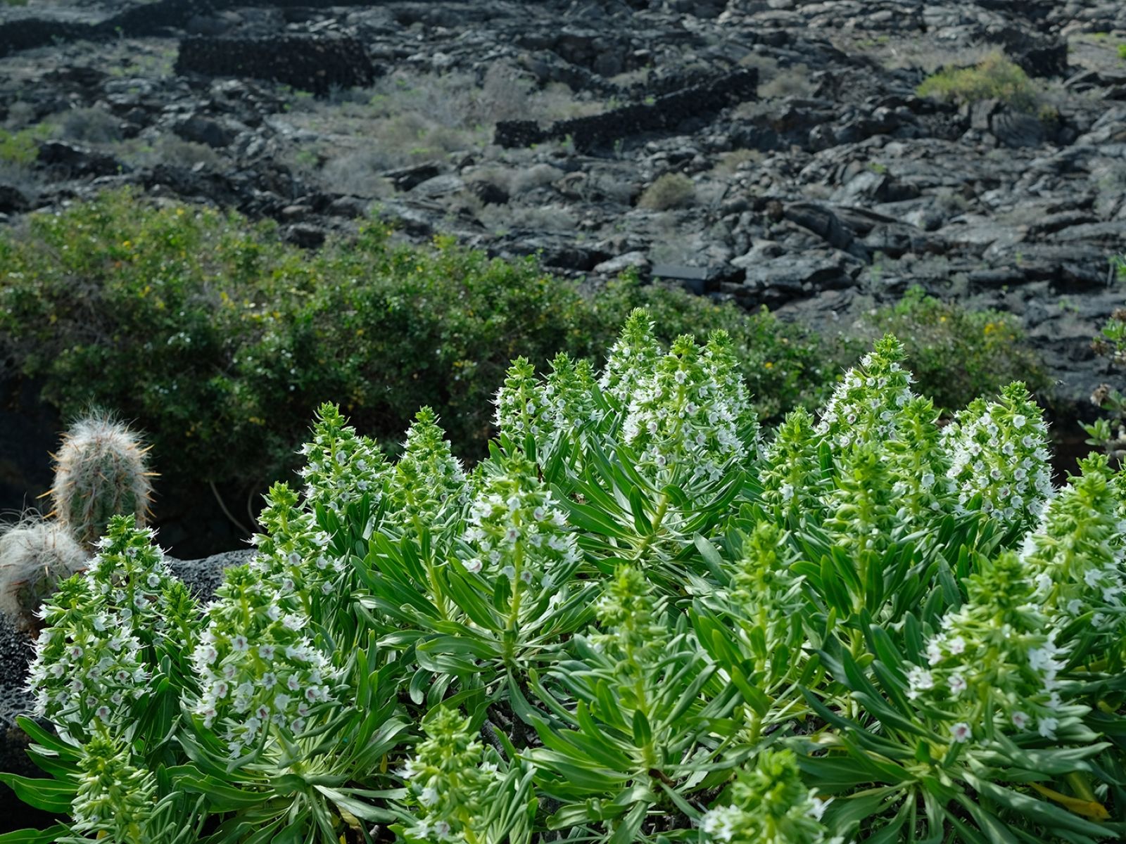 Cesar Manrique Lanzarote 83
