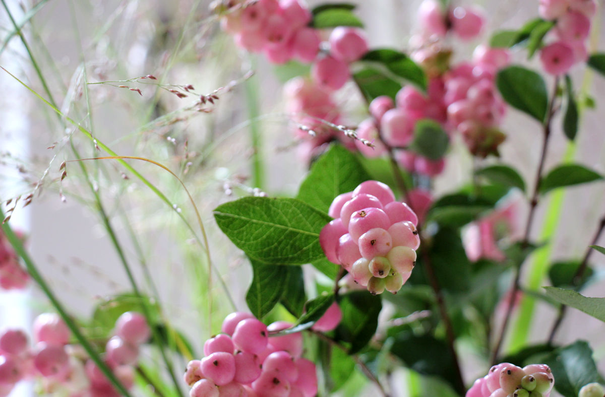 Der Knaller In Der Vase Purpurbeeren 1
