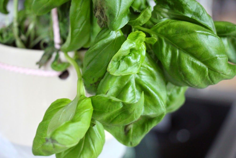 Hängender Basilikum Plant Hanger By K Amsterdam 3