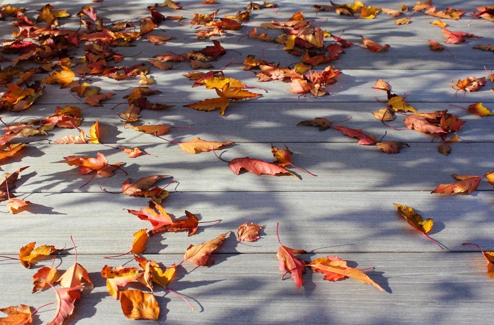 Herbstleuchten In Der Königlichen Gartenakademie 15