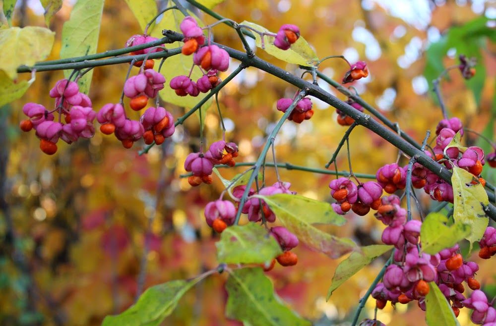 Herbstleuchten In Der Königlichen Gartenakademie 2