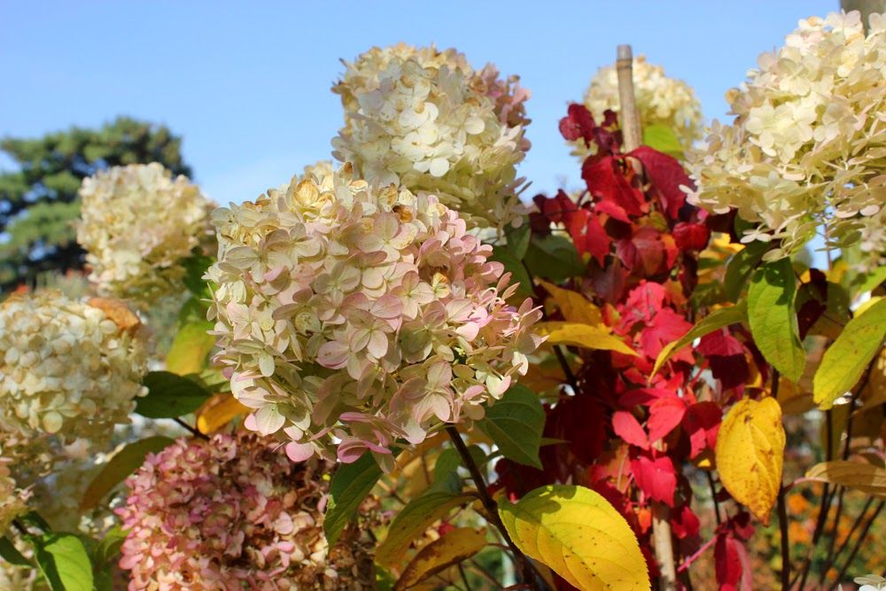 Herbstleuchten In Der Königlichen Gartenakademie 1