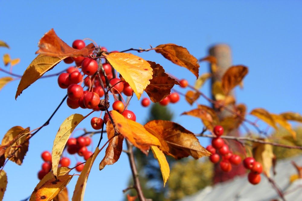 Herbstleuchten In Der Königlichen Gartenakademie 19