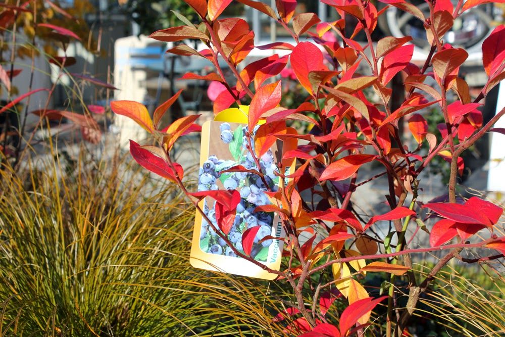 Herbstleuchten In Der Königlichen Gartenakademie 3