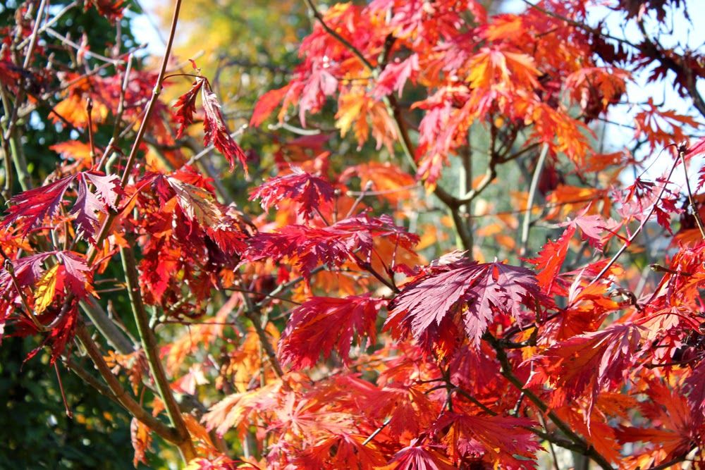 Herbstleuchten In Der Königlichen Gartenakademie 4