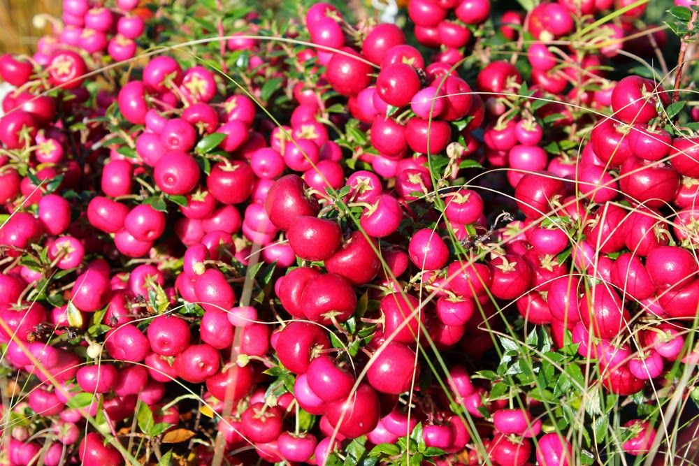 Herbstleuchten In Der Königlichen Gartenakademie 5