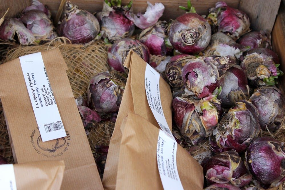 Herbstleuchten In Der Königlichen Gartenakademie 6