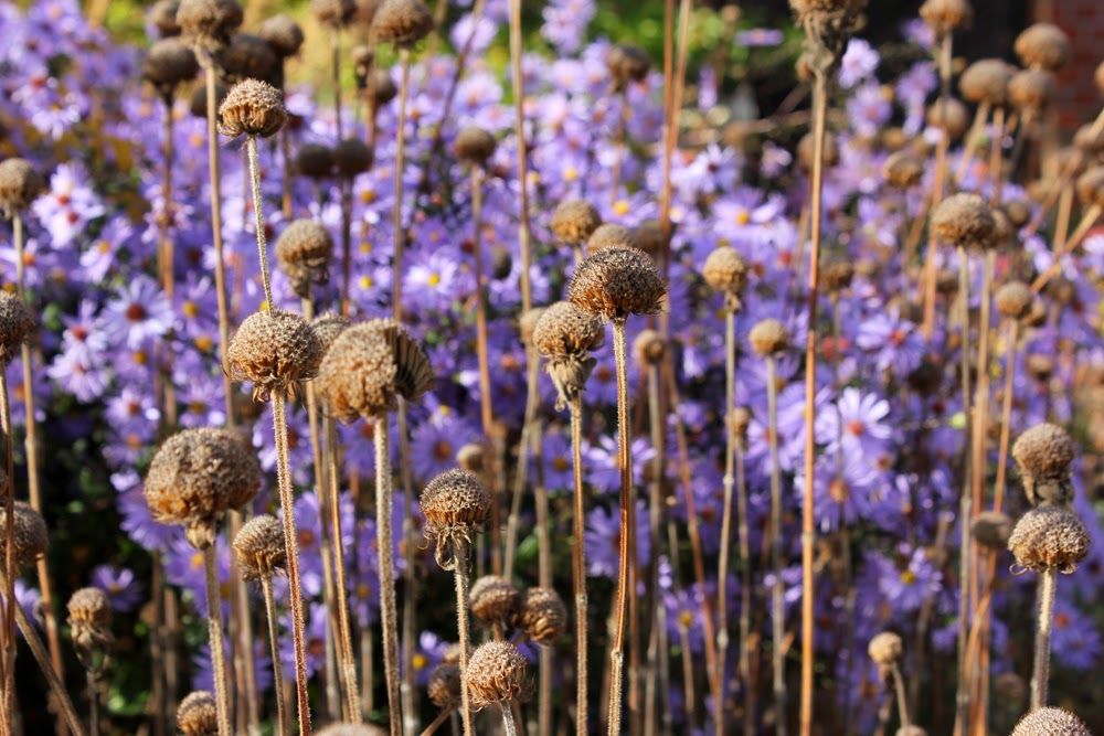 Herbstleuchten In Der Königlichen Gartenakademie 7