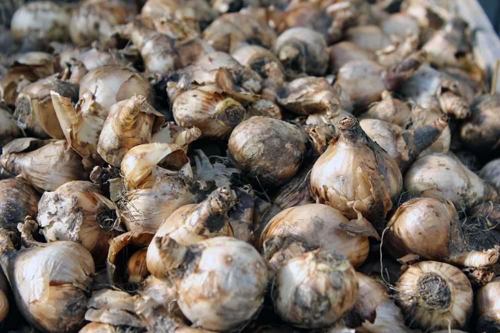 Herbstleuchten In Der Königlichen Gartenakademie 8