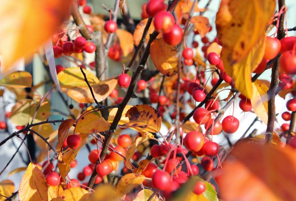 Herbstleuchten In Der Königlichen Gartenakademie 18