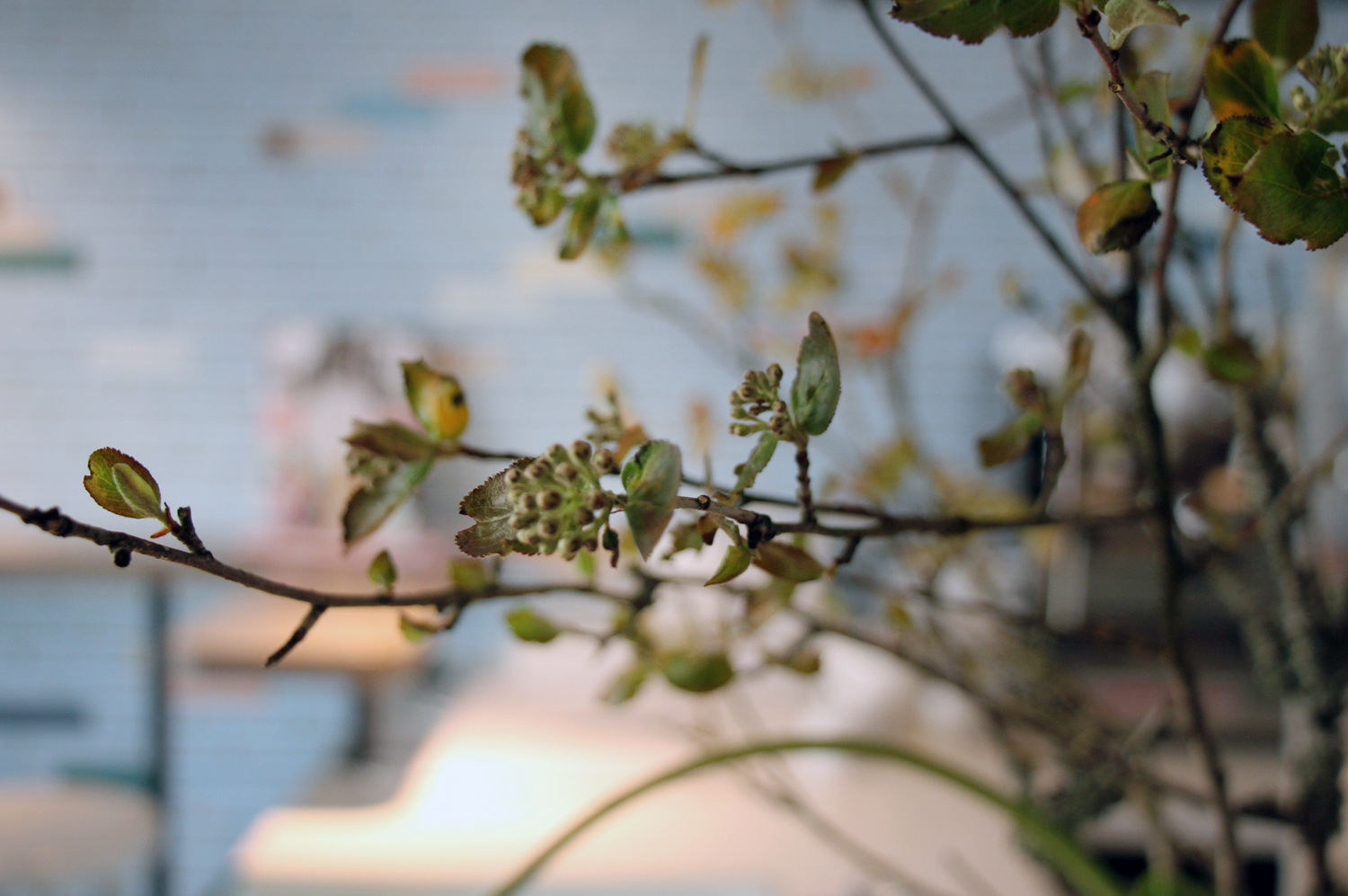 Jubel Feine Patisserie 6