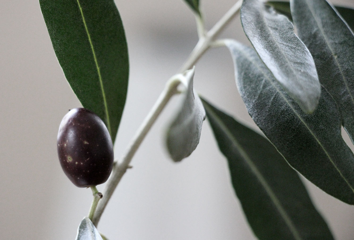 Kpm Vintage Fundstück 4