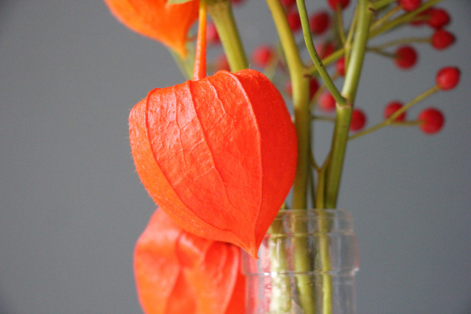 Lampionblumen Makramee 6
