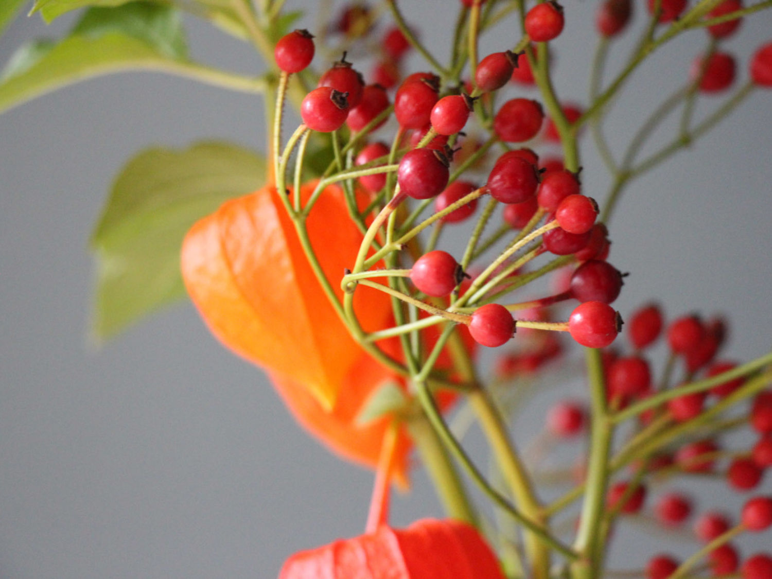 Lampionblumen Makramee 3