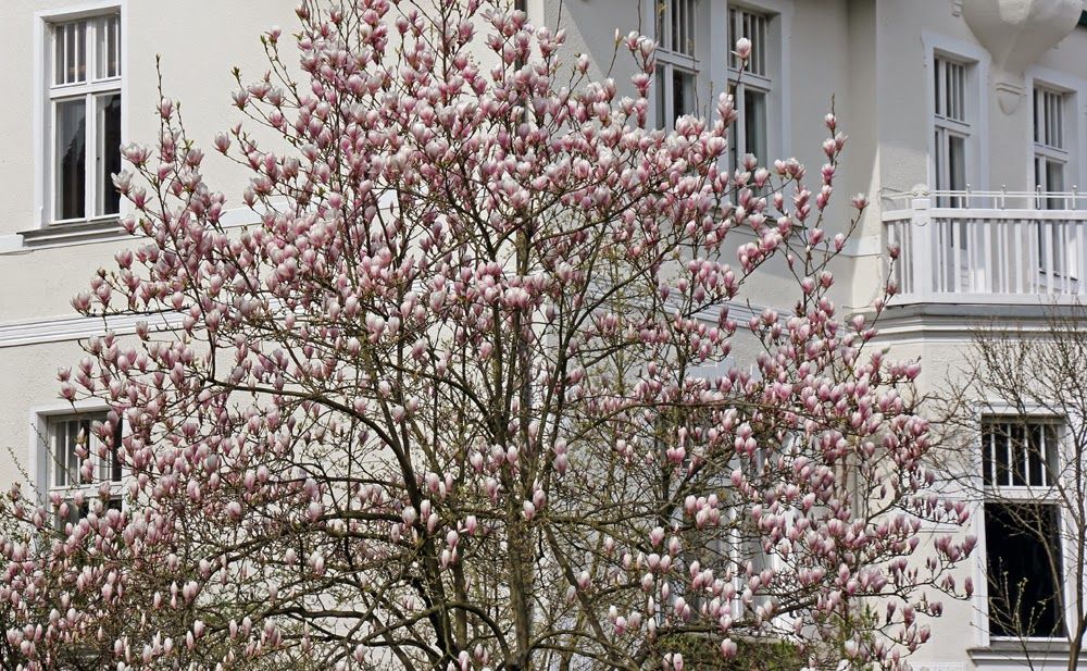 Magnolien Vorstadtvillen 4
