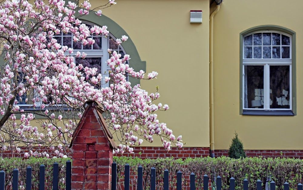 Magnolien Vorstadtvillen 5