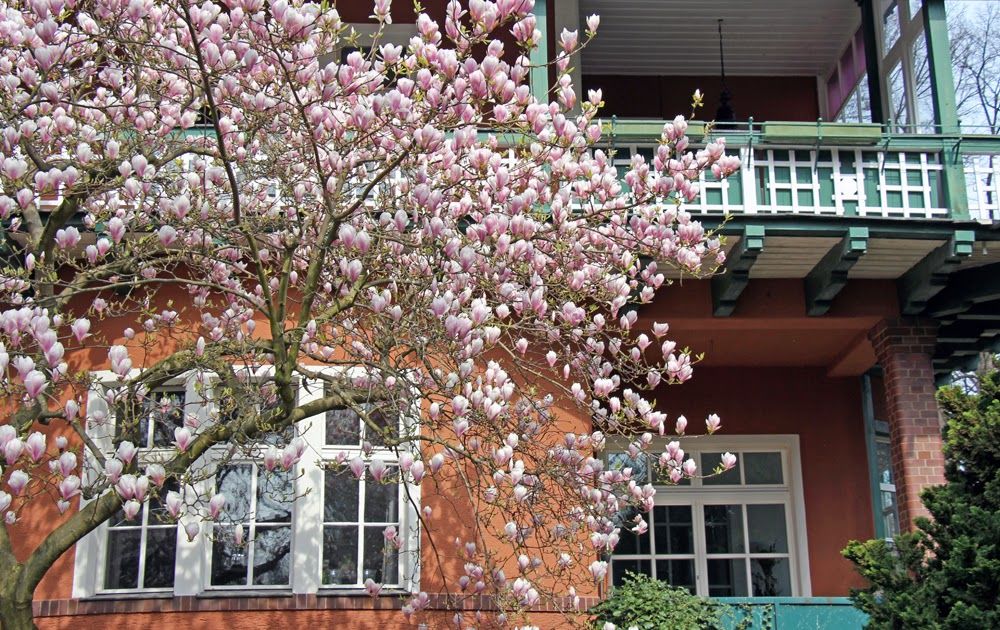 Magnolien Vorstadtvillen 7