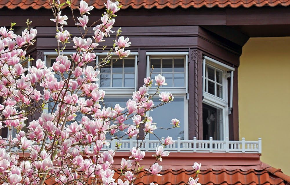 Magnolien Vorstadtvillen 6