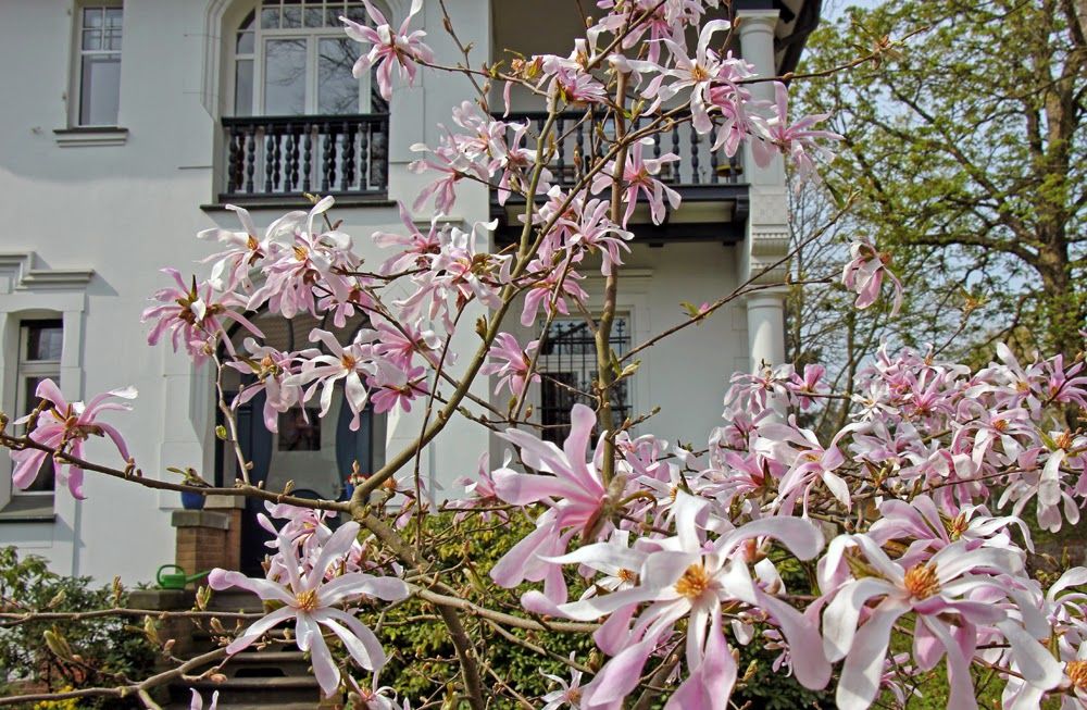 Magnolien Vorstadtvillen 12