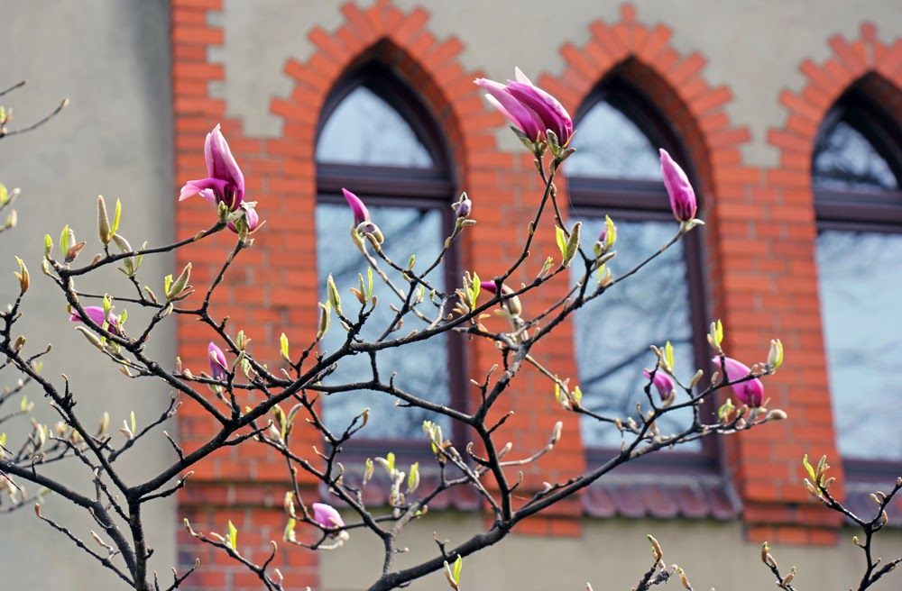 Magnolien Vorstadtvillen 14