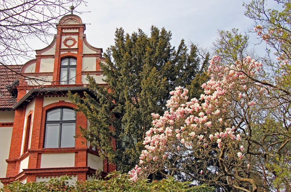Magnolien Vorstadtvillen 15
