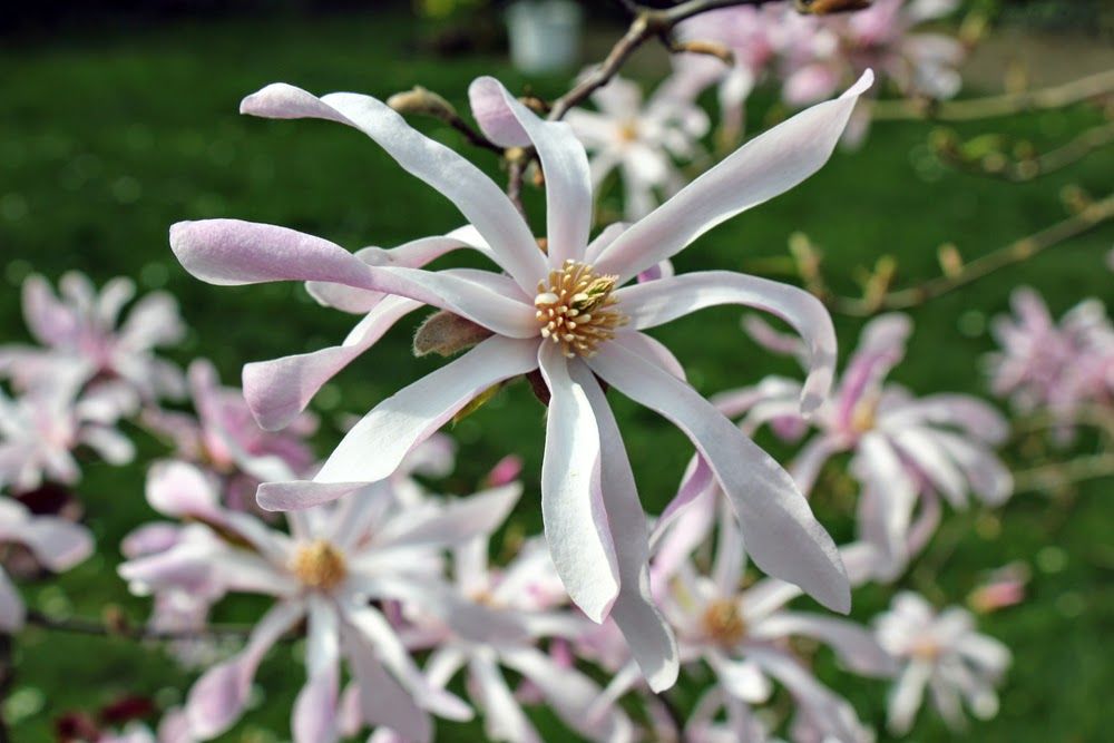 Magnolien Vorstadtvillen 13