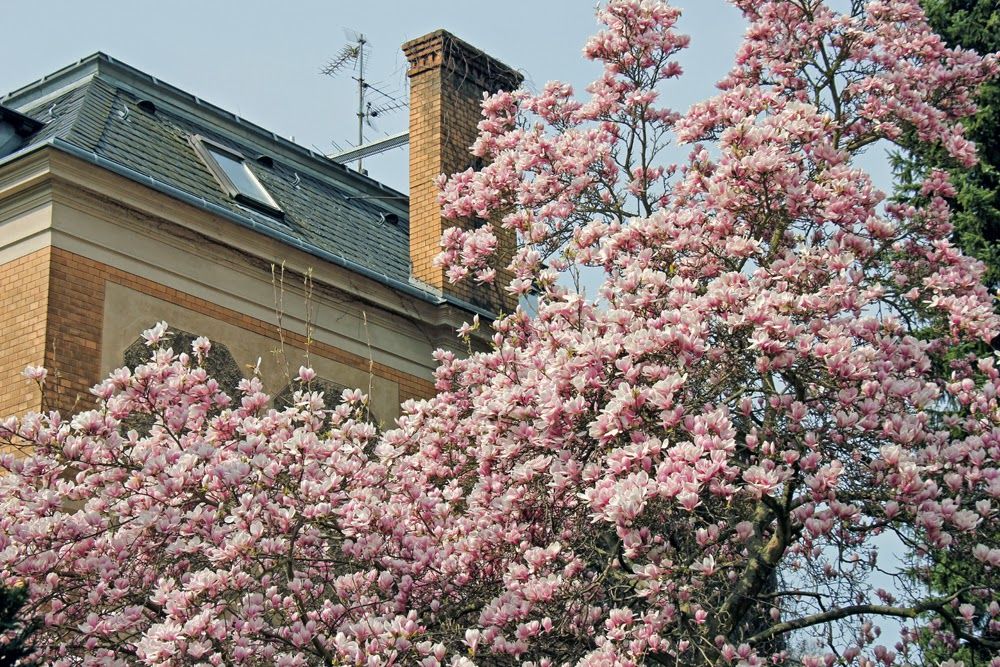 Magnolien Vorstadtvillen 3