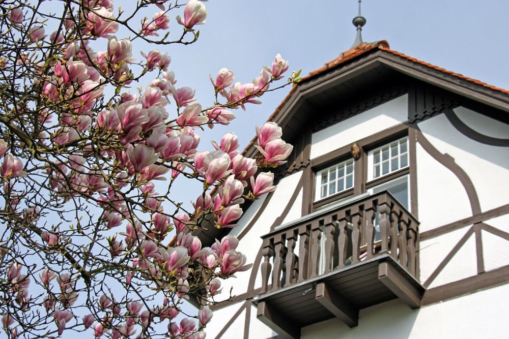 Magnolien Vorstadtvillen 8