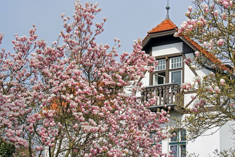 Magnolien Vorstadtvillen 9