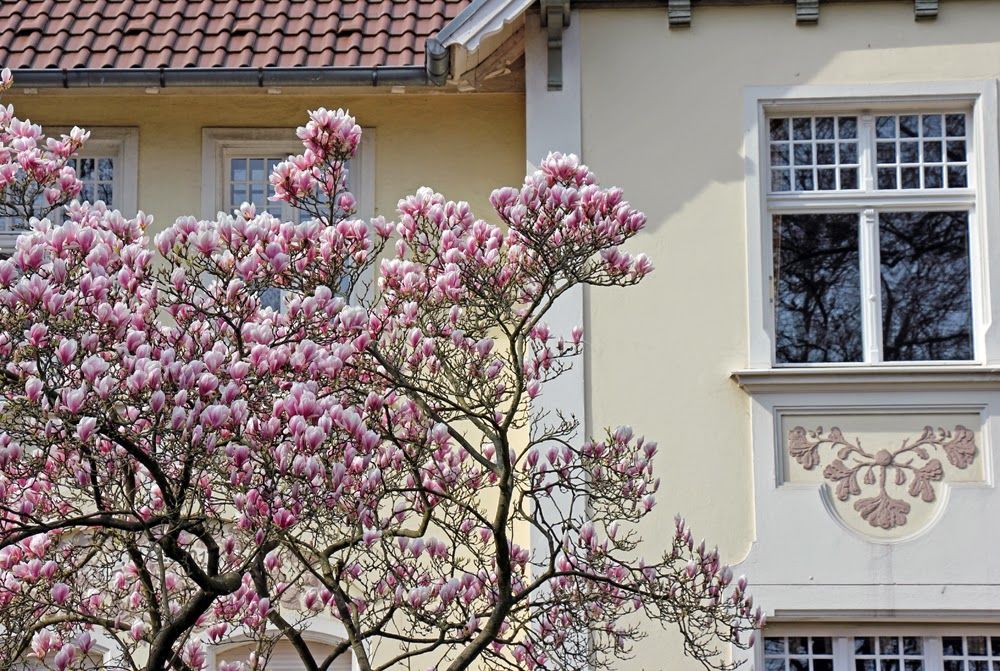 Magnolien Vorstadtvillen 10