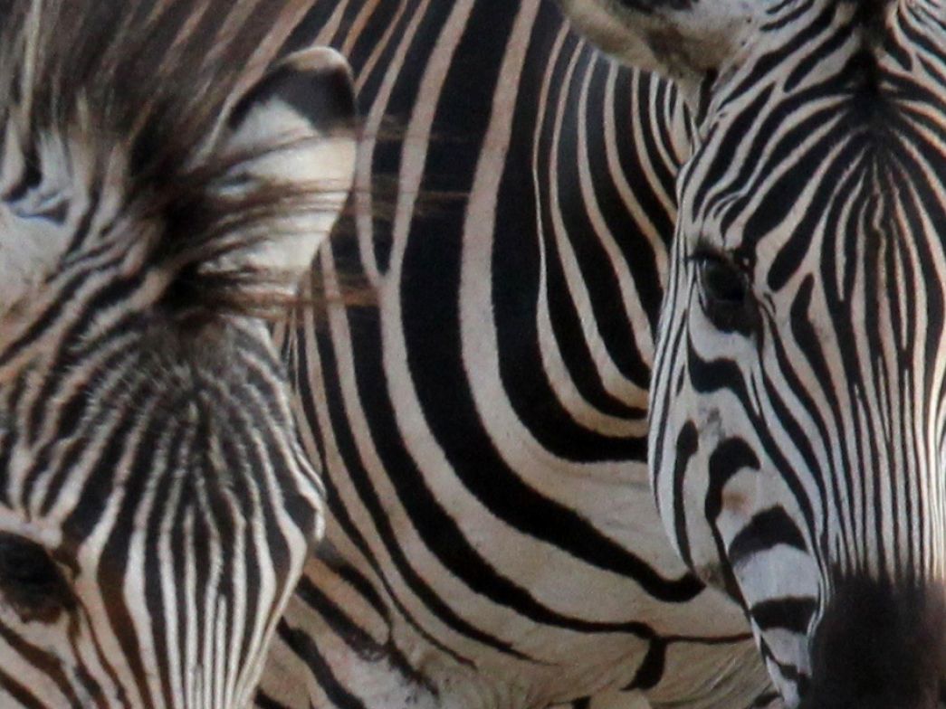 Muster Farben Formen Simbabwes Naturdesign 1