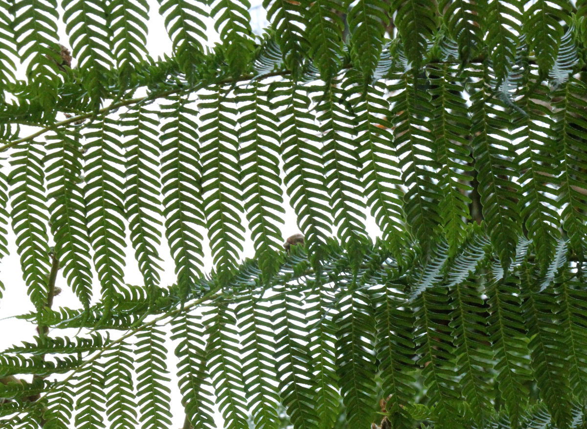 Muster Farben Formen Simbabwes Naturdesign 2