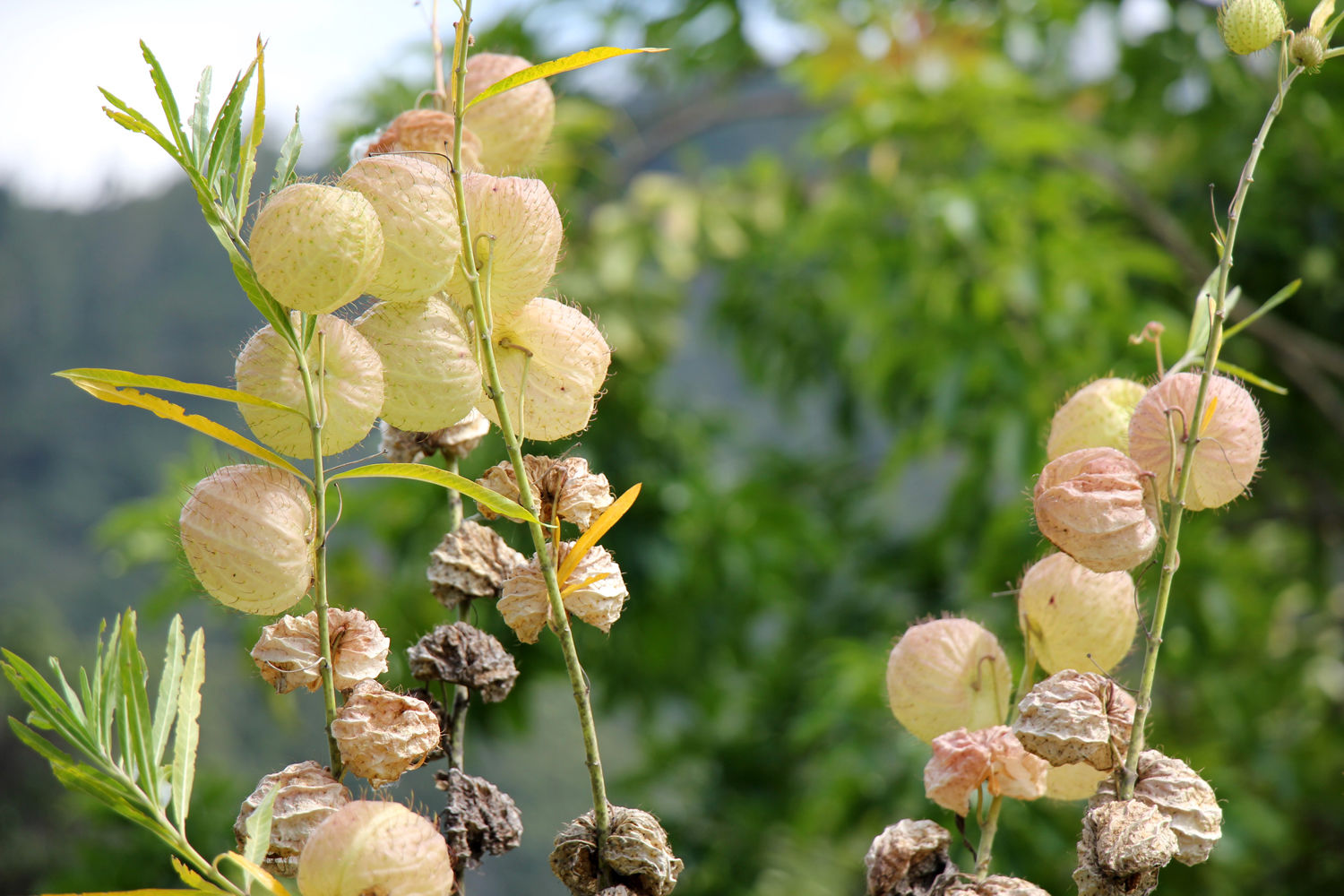 Muster Farben Formen Simbabwes Naturdesign 11